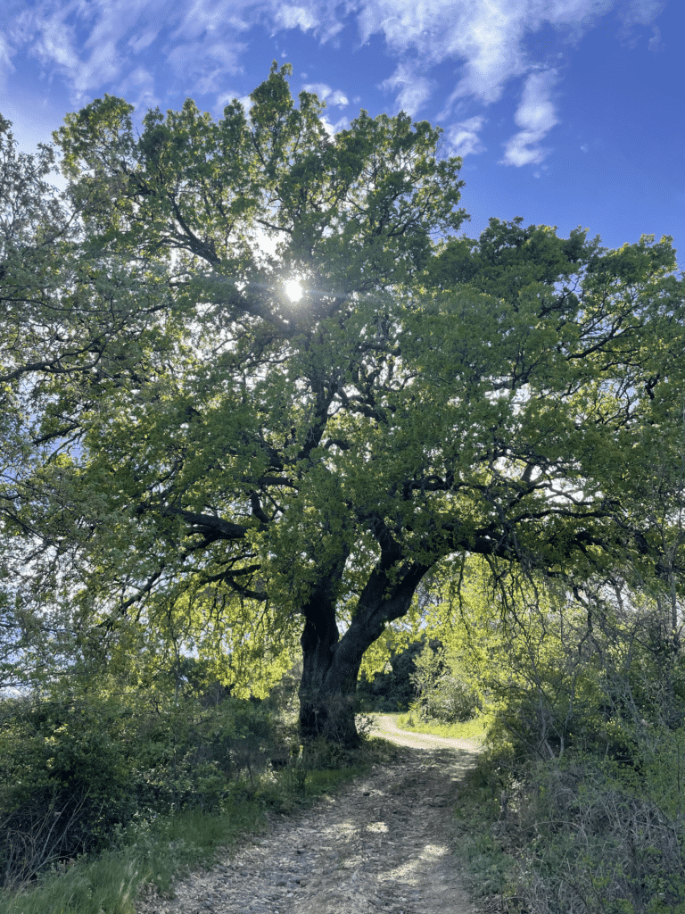 Chêne Domaine Sainte Cécile du Parc