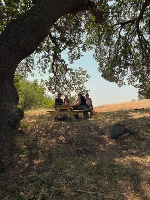 balade et dégustation vin dans un vignoble, domaine viticole